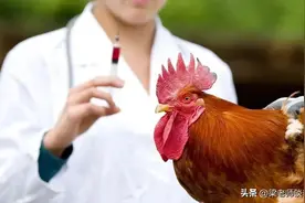 强力霉素+泰乐菌素，简单实用，防治养鸡场3大类混感病图片