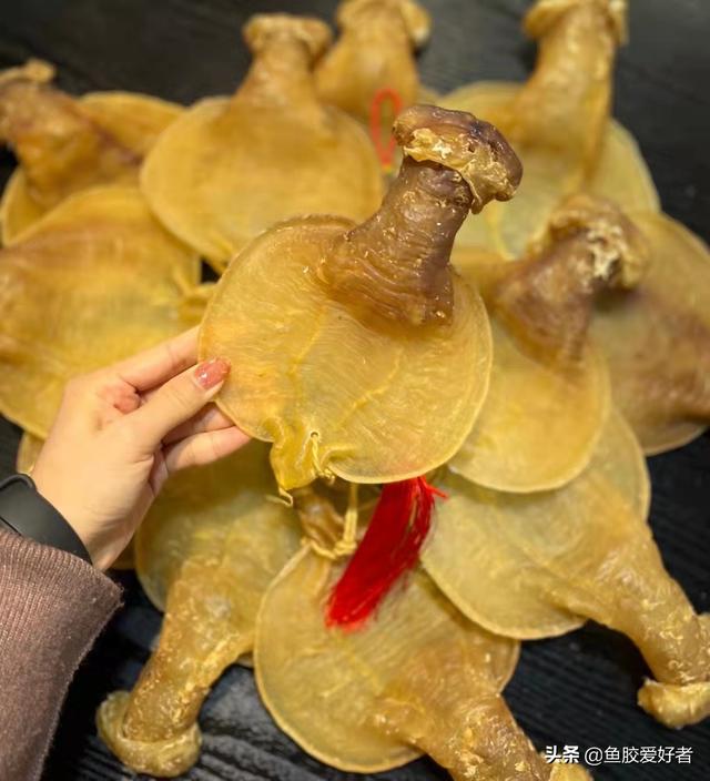 鳕鱼胶和黄花胶的功效一样吗 2026年鳕鱼胶和黄花胶的区别