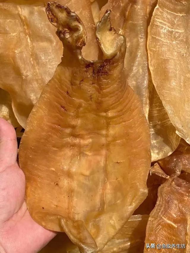 越南巴沙鱼胶多少钱一斤 2026年越南巴沙鱼鱼胶好不好 越南巴沙鱼胶多少钱一斤 2026年越南巴沙鱼鱼胶好不好