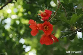 端午节令之花石榴诗词七首：岁岁酬端午，火德盛榴花图片