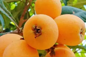 莆田枇杷，中国之最图片