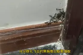 又到白蚁繁殖高峰期，此类人群可预约上门免费防治图片