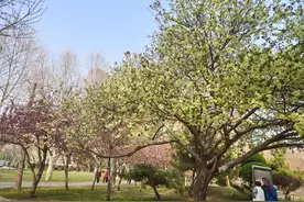 石门公园绿樱开了！它叫郁金，有空来赏花图片