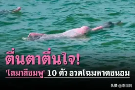 惊喜！泰国洛坤海域发现10头粉红海豚图片