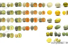 哈密瓜、蜜瓜、网纹瓜、香瓜、羊角蜜傻傻分不清？看完就明白了图片