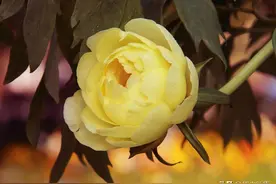 刀郎的《花妖》歌词，让我这个研究古典诗词的人，感慨万千！图片