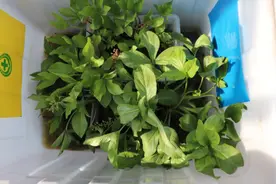 睡菜，曾一度消失的北京珍稀本地物种，如今如何繁育成片图片