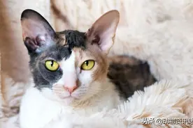 14 种低过敏性猫品种，适合过敏但想拥有猫科动物朋友的人图片