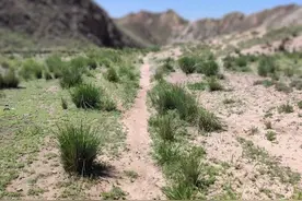 一棵树图片