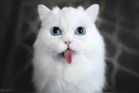 猫咪：小小身躯 超大魅力！揭秘它们的神奇秘密和逗趣行为图片