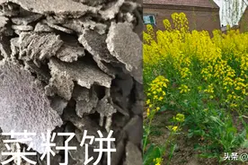 菜籽饼与复合肥能混合使用吗？菜籽饼怎样使用，肥效才更高？图片