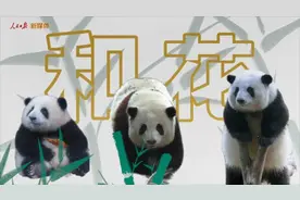 青春主场 | 顶流来了！花花带你游成都看大运图片