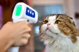 猫传人？在泰国几乎实锤了图片