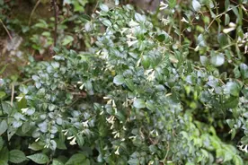 农村常见植物虎刺，别名鸟不踏，全身长满尖刺，做盆景非常不错图片