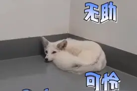 浙江杭州 居民报警称家里进了一条小白狗，长得挺特别，撵也撵不走图片
