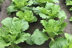 种白菜有3个诀窍，白菜包心快，没虫害，利于储存图片