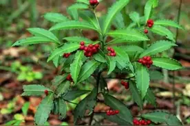 山上1种珍贵植物，人称“黄金万两”，种盆栽是一绝，遇见就是福图片