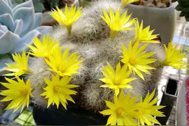 有种仙人球叫“芳香丸”，能观球、观刺、赏花、闻香，皮实且好养图片