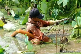藕塘套养黄鳝、泥鳅，一塘三收，生态+高效，生物改底、易调水图片