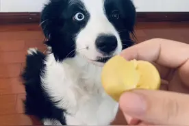 不管有钱没钱，多让边牧吃这些食物，毛发更靓丽！图片