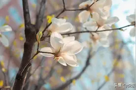 治抑郁，别忘加入这些补虚药图片