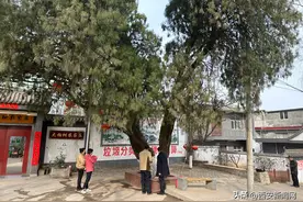 西安长安区为古树名木撑起“保护伞”图片