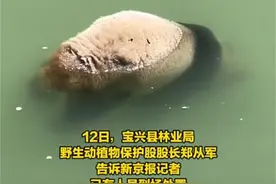 四川雅安大熊猫溺亡，本以为是悲伤的故事，结果笑死在网友评论区图片
