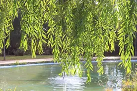暑夏清凉柳阴诗词五首：清风柳阴好，归人满柳阴图片