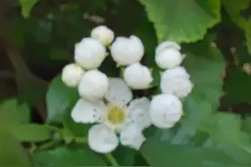 闺蜜与“鬼密”图片