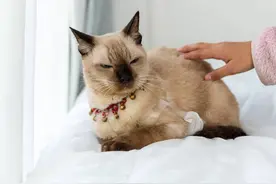 猫咪掉毛秃了一块都是猫癣吗？猫咪皮肤病患病原因及诊断措施大全图片