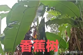 湖南有个农民种了六十年的香蕉树，却从来没有结过一个香蕉图片