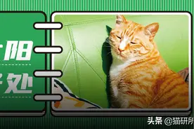 辟谣！猫咪晒太阳真的不补钙图片