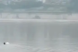 鱼竿被拖下水，重庆男子捞鱼竿溺水身亡，为何会游泳还会溺水？图片
