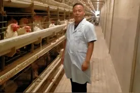鸡过料的原因及防治？图片