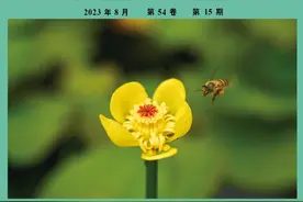 【研究进展】桑叶化学成分与药理作用研究进展图片