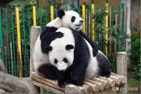 丝路对话| 大熊猫“谊谊”和“升谊”从马来西亚启程回国图片