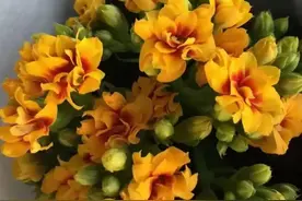 俗语“人养花一时，花养人一生”，不是迷信，是有科学依据的图片