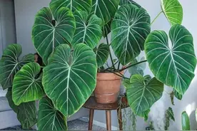 天南星科品种第二多的蔓绿绒，家里缺光照就选几种养室内图片