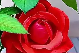 男女之间，一旦有了“这三种”行为，就是动了真心的征兆图片