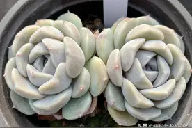 多肉泰尼汉堡跟雪兔是同一品种？还真不是，它们有4点明显的区别图片