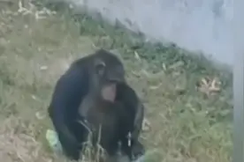 陕西猩猩成“老烟民”，不给就直接撞头，高人出“奇招”帮它戒烟图片