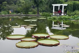 植物园到底是干啥的？你可能从来都没“逛对”过图片