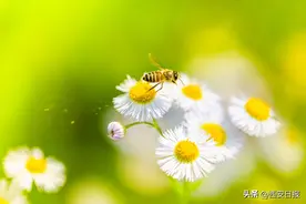 赏花时被蜂追，用啥“姿势”摆脱最安全？图片