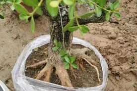 三十年前，1棵黄杨上万块，现如今，1棵黄叶十几块，玩坏的盆景图片