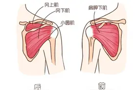 肩弹响、疼痛？和这些肌肉有关系图片