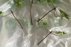 4月之后，可以多尝试扦插繁殖铁线莲，剪一段枝条就能繁殖几盆图片
