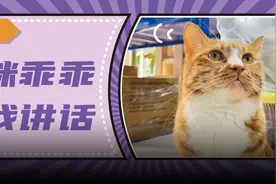 想要吸引猫咪注意，可以试试“猫语”图片