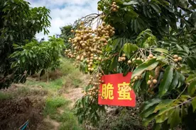 新品种诞生！龙眼×荔枝=？图片