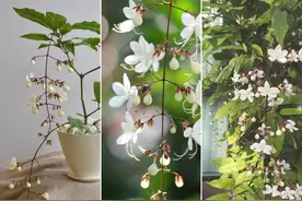 垂丝茉莉养护和繁殖指南大全，为啥黄叶、不开花？图片