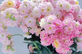 有种长寿花，叫“彩虹糖”，同时开几种花色，颜值高，开花也勤快图片